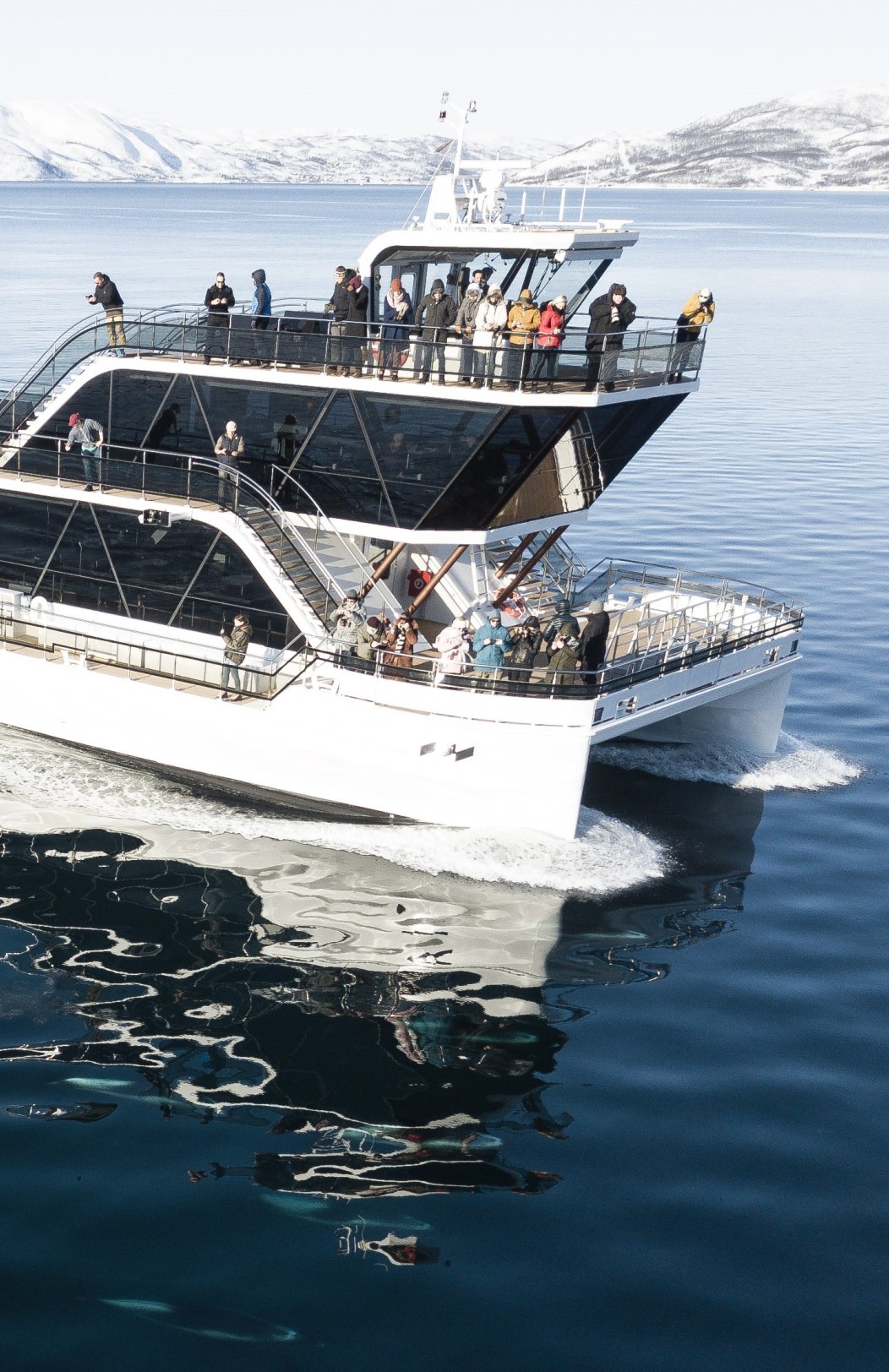 Tromsø Wildlife Cruise & Northern Lights